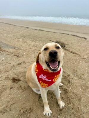 Ledo Pizza Dog Bandana