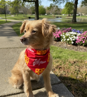 Ledo Pizza Dog Bandana